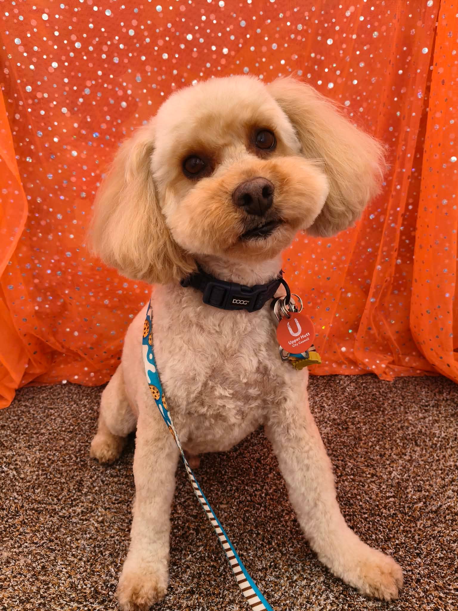 Cream Cavoodle transformation — after groom