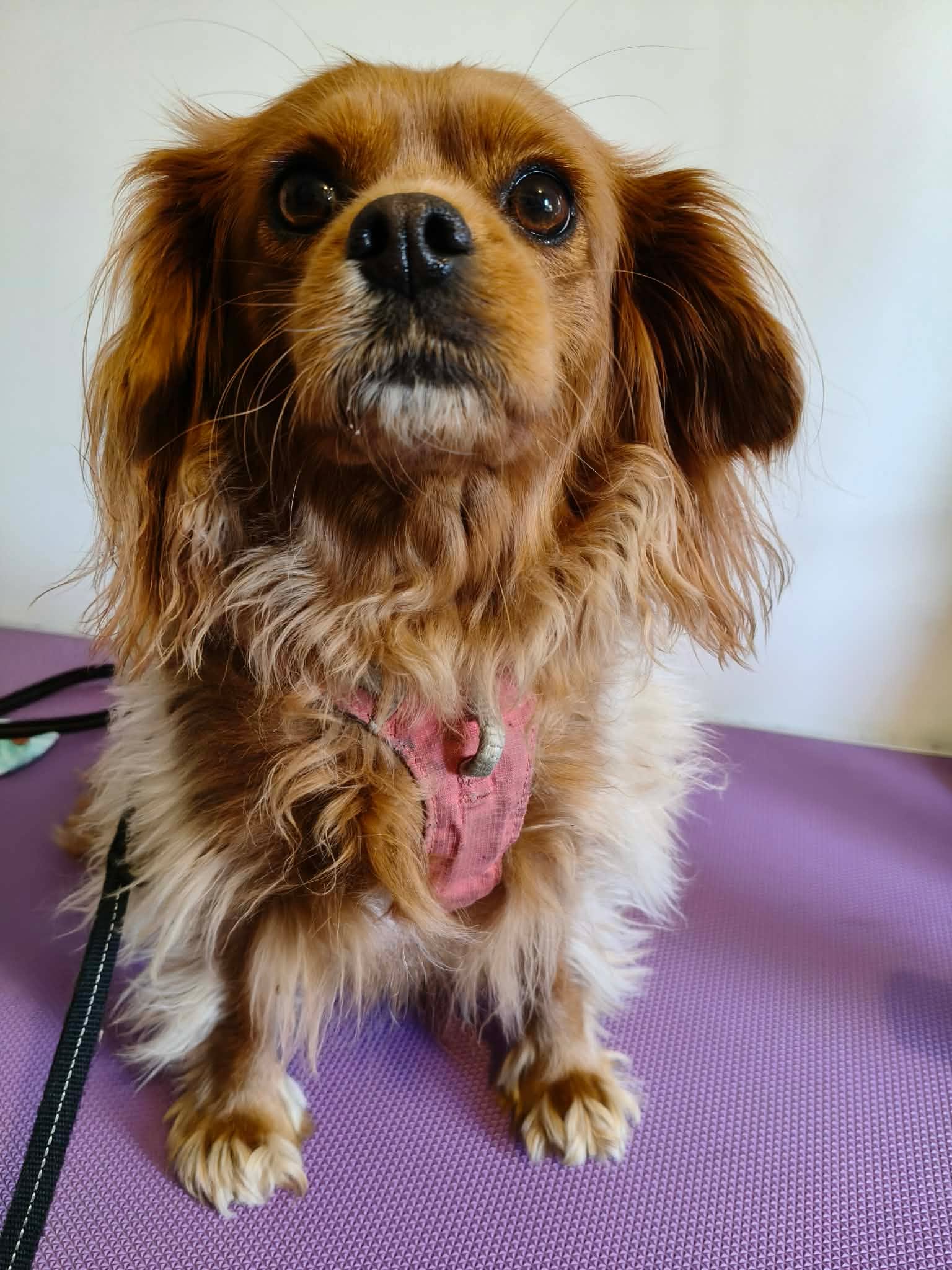 Cavalier King Charles transformation — before groom