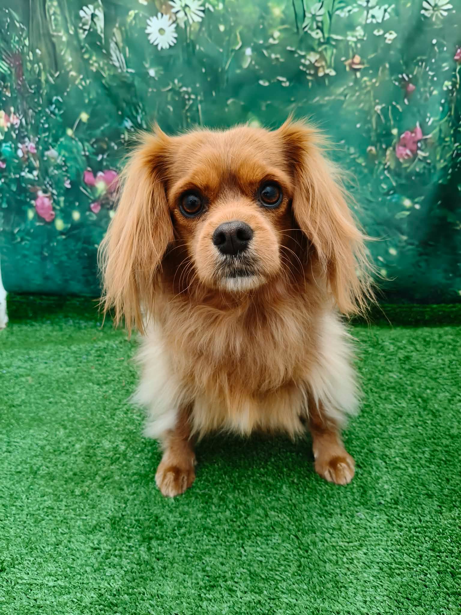 Cavalier King Charles transformation — after groom