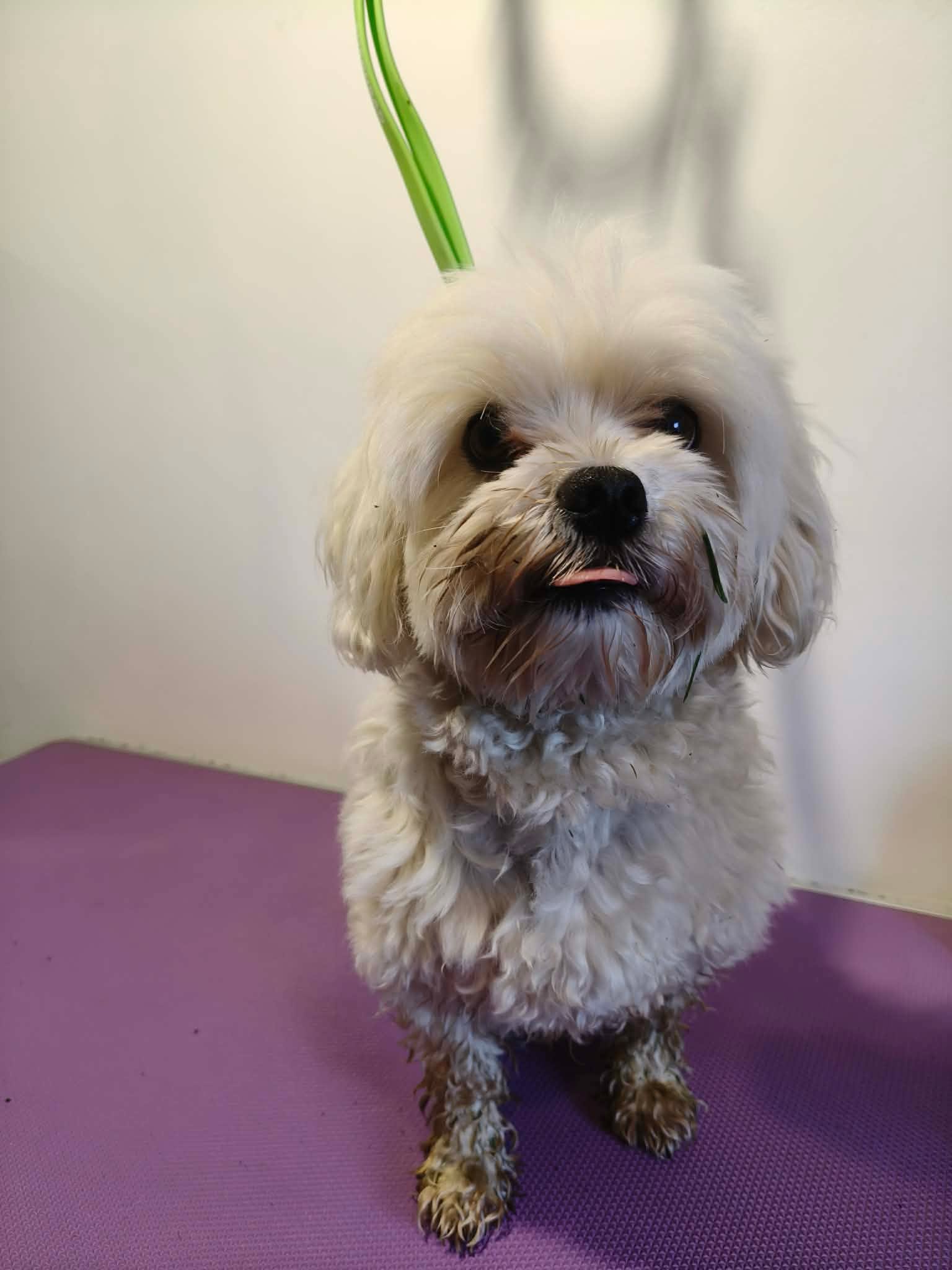 Maltese transformation — before groom