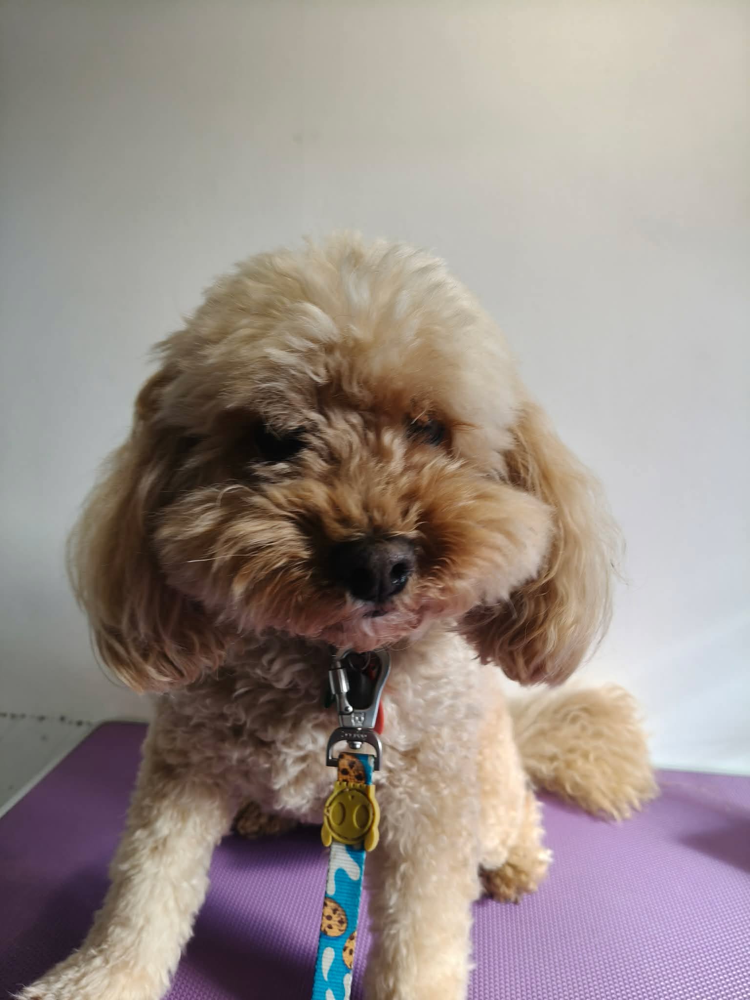 Cream Cavoodle transformation — before groom