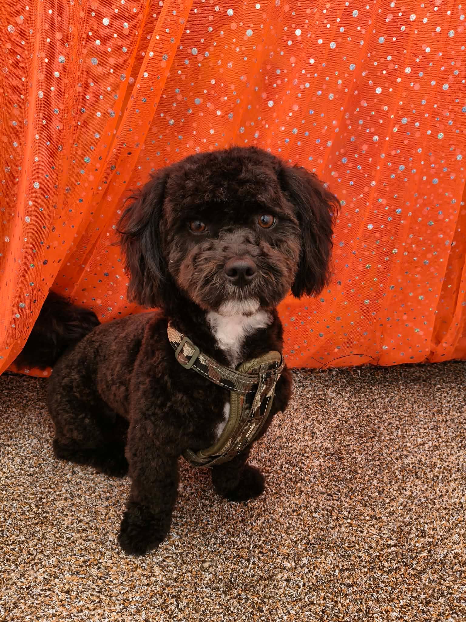 Black cockapoo transformation — after groom