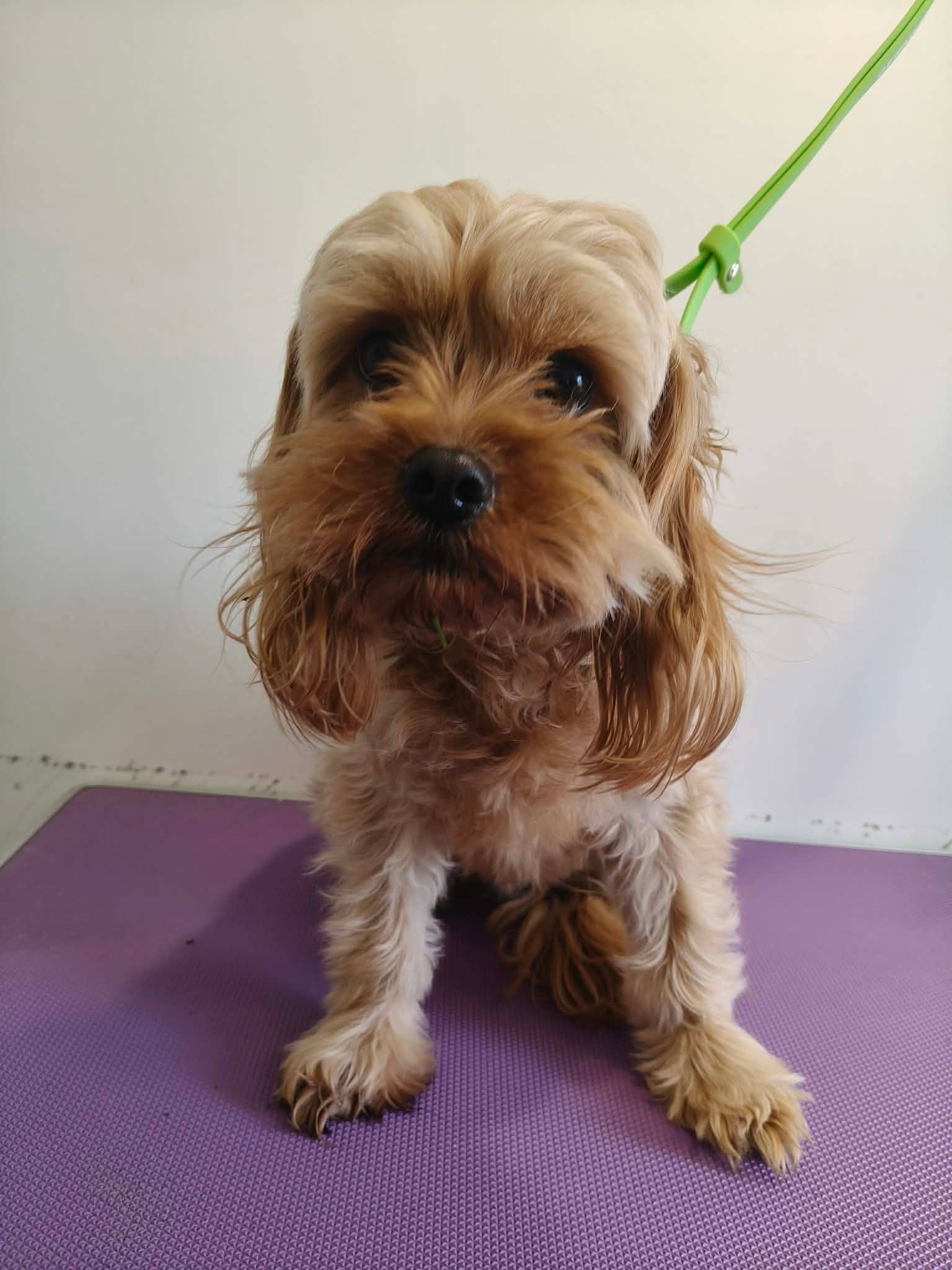 Apricot Cavoodle transformation — before groom
