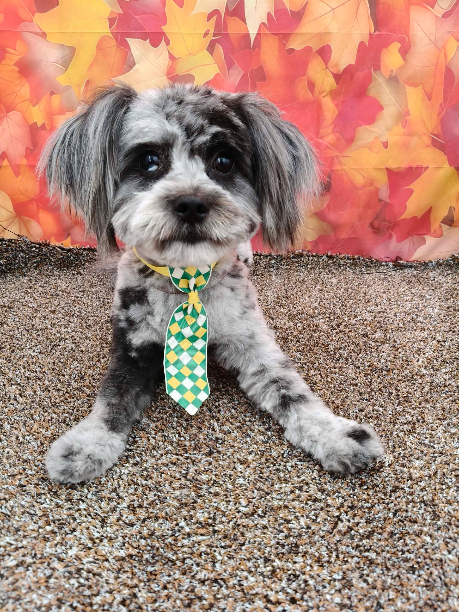 Merle grey Cavoodle transformation — after groom