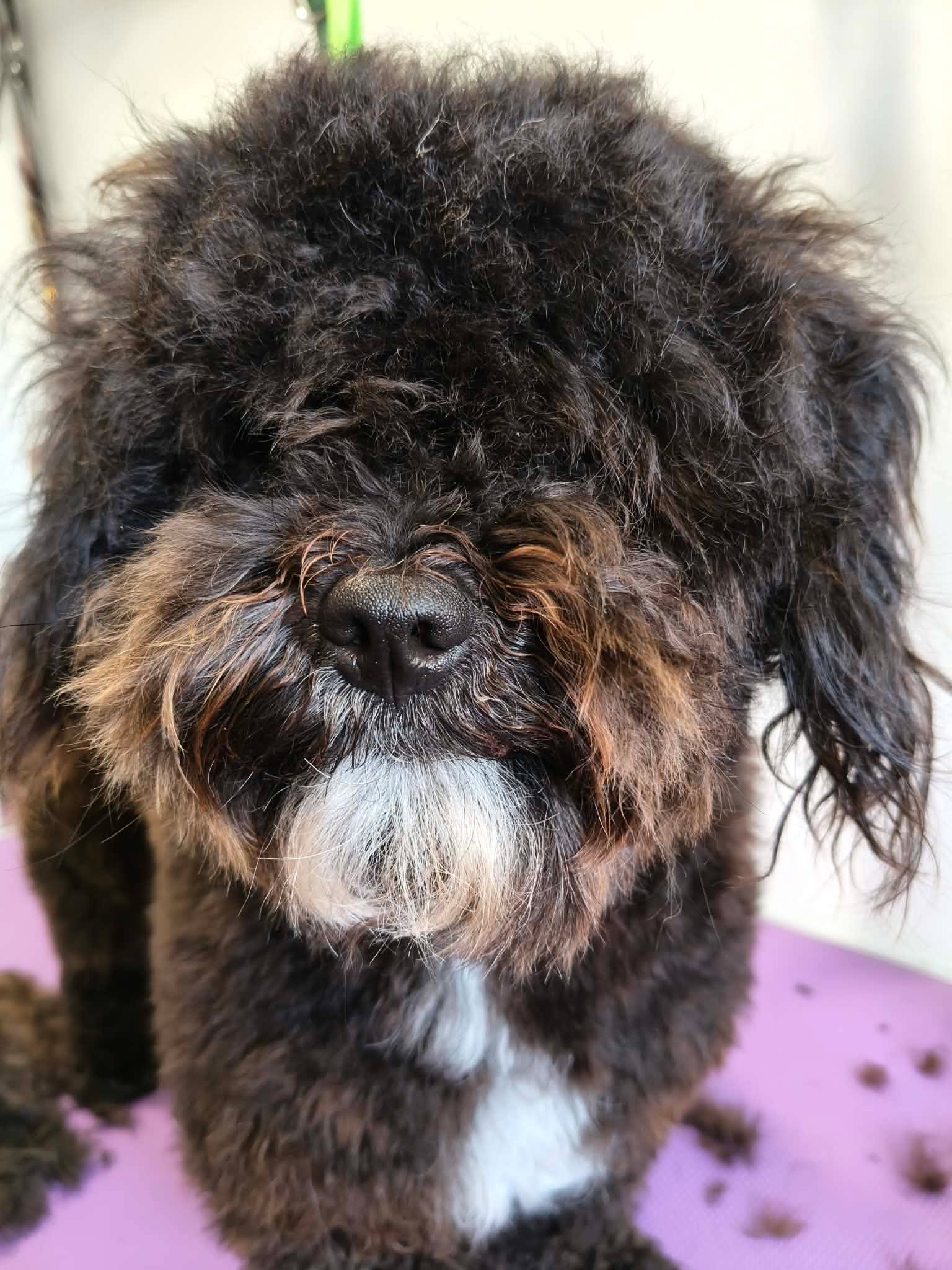 Black cockapoo transformation — before groom