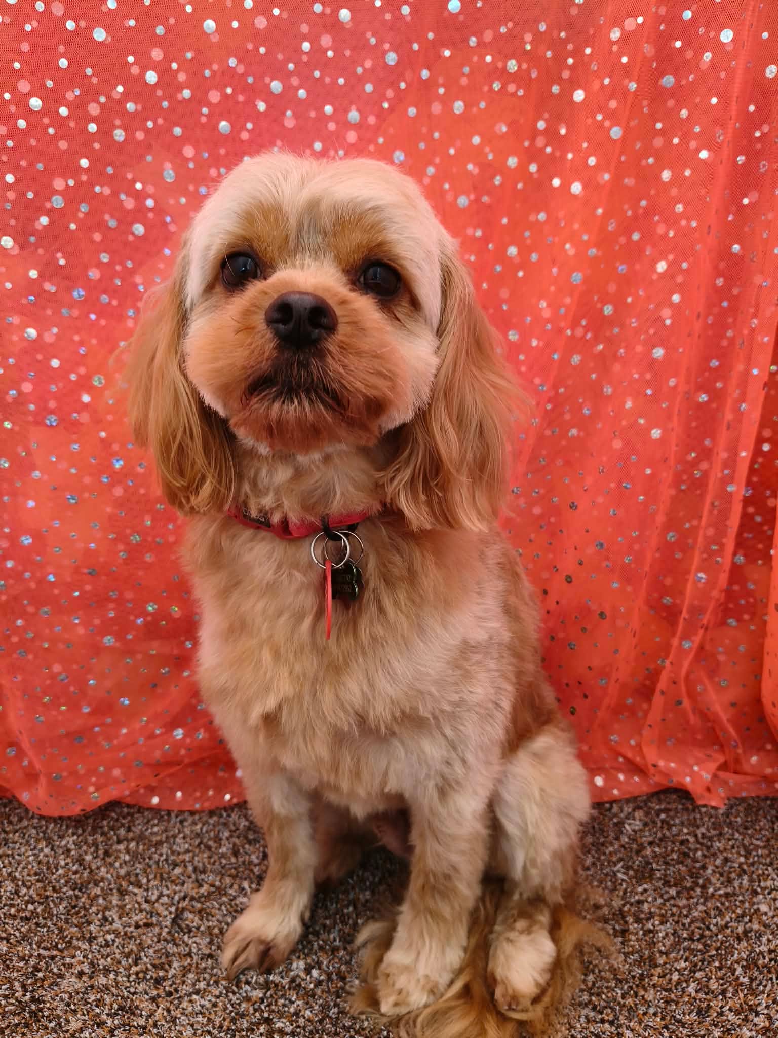 Apricot Cavoodle transformation — after groom