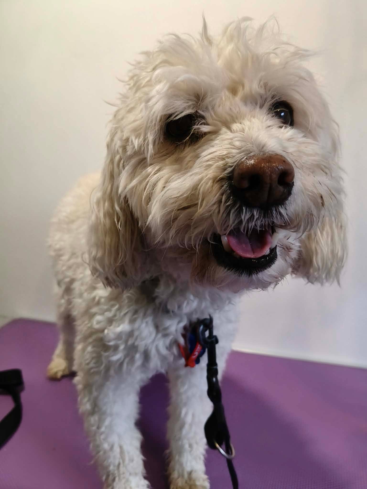 White Cavoodle transformation — before groom