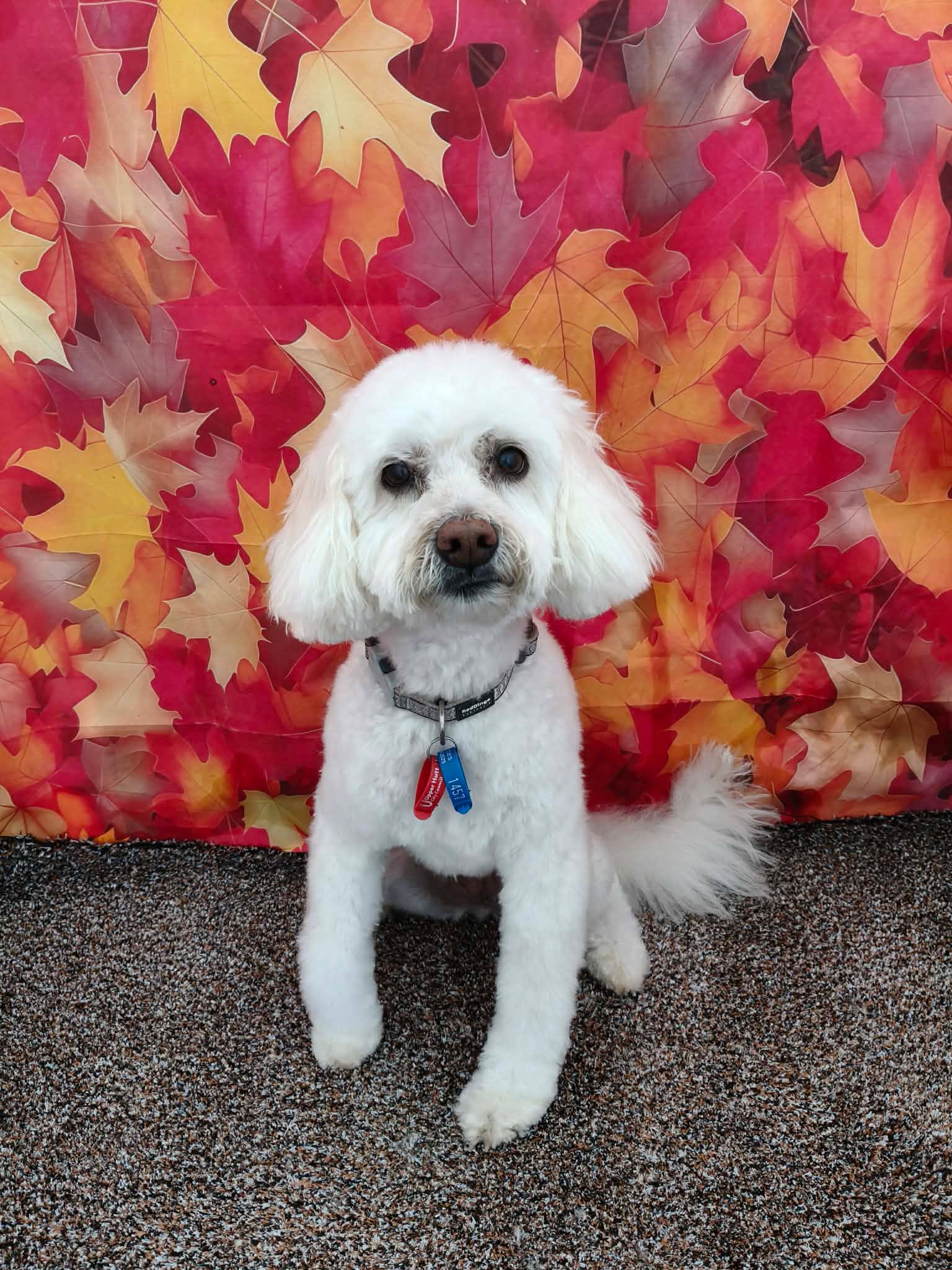 White Cavoodle transformation — after groom