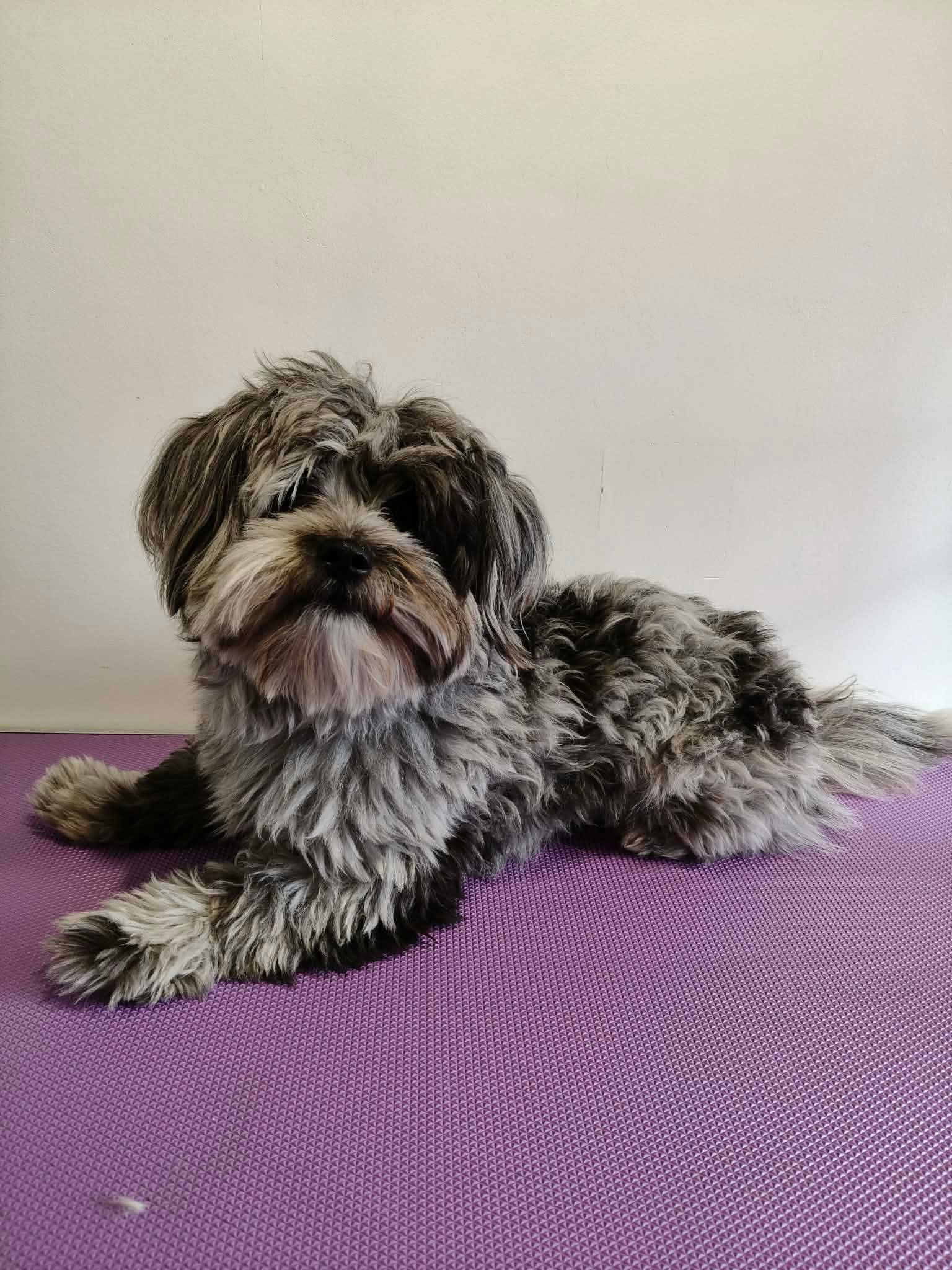 Merle grey Cavoodle transformation — before groom