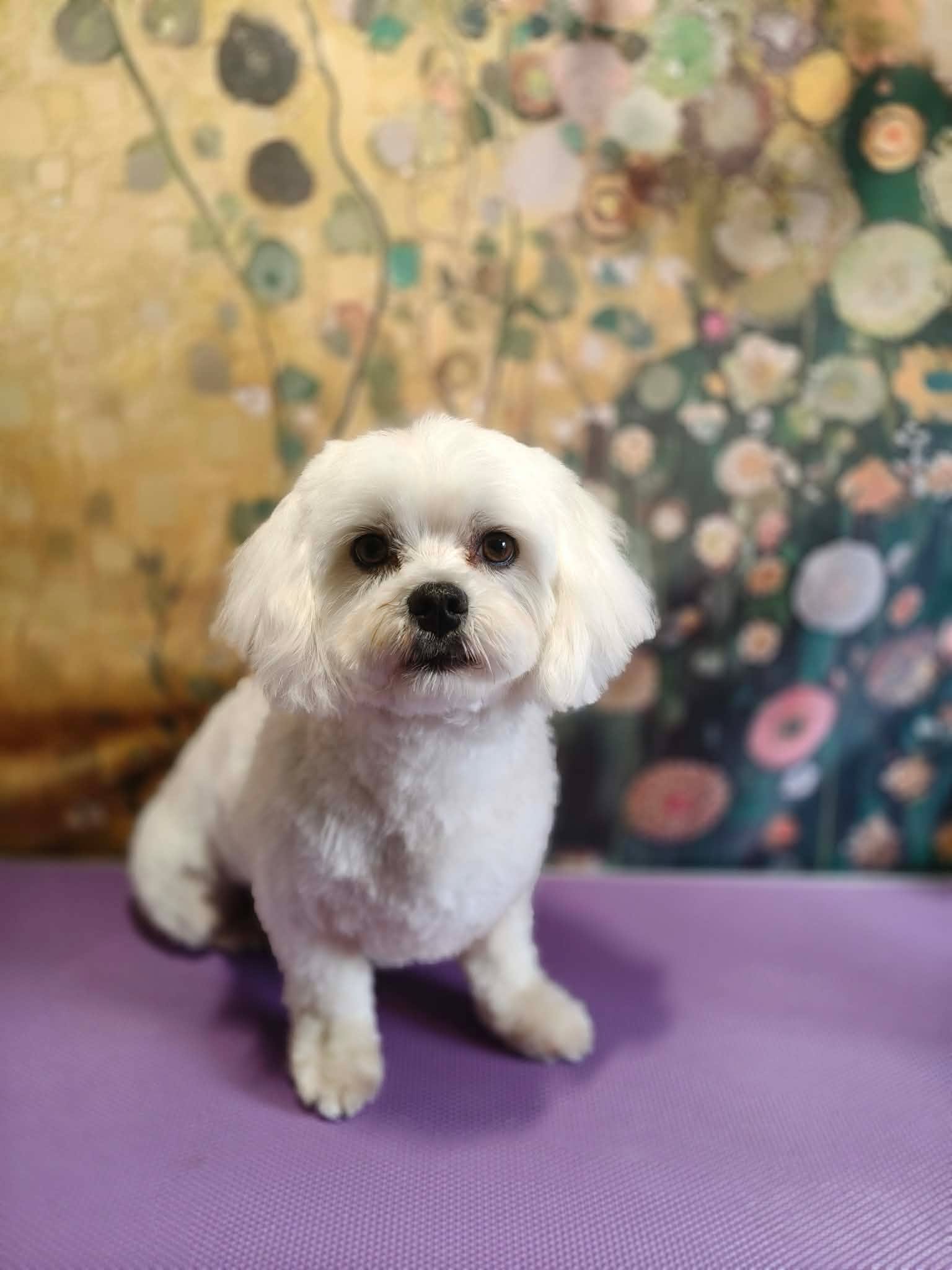 Maltese transformation — after groom